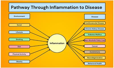 Editorial: Inflammation and chronic disease